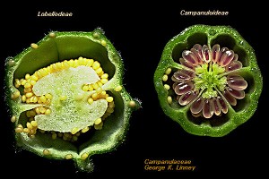 Tế bào noãn thực vật là gì? Thành phần, nguồn gốc, công dụng